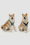 Pattern Pro X Harness