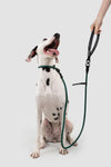 Retriever leash