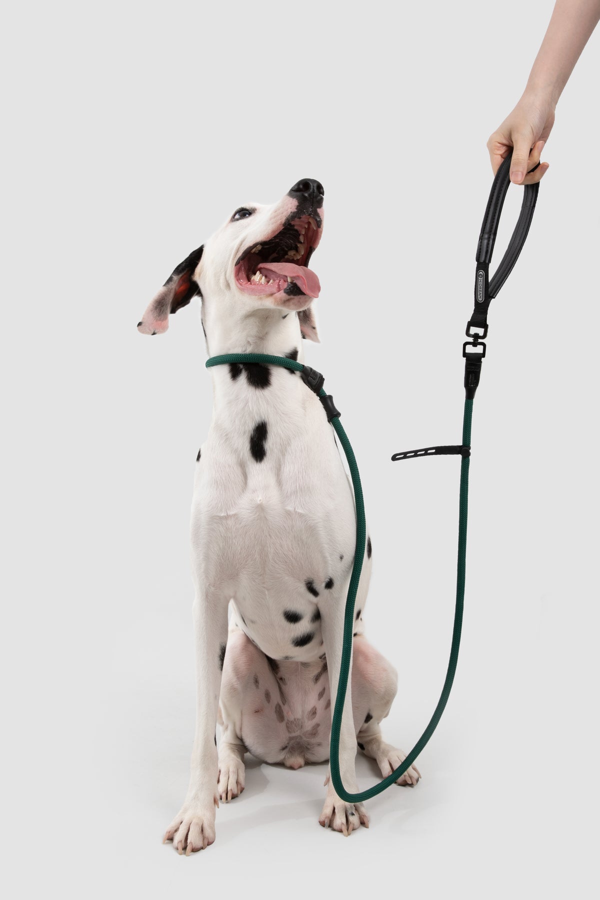 Retriever leash