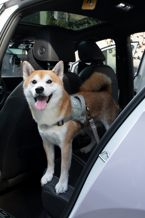 2-in-1 Car Belt and Leash