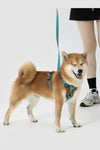 Leather H Harness